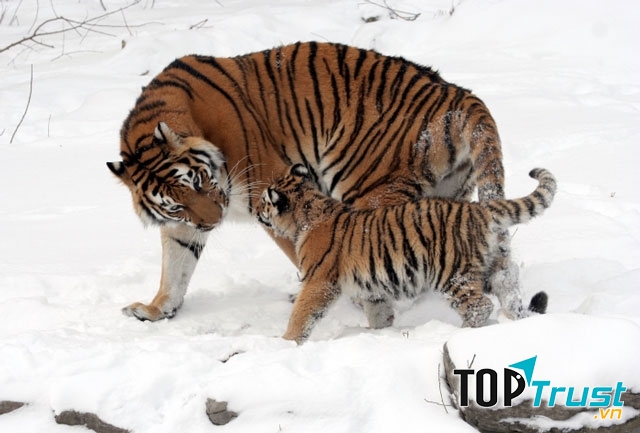 Hổ Siberia được coi là phân loài hổ lớn nhất﻿