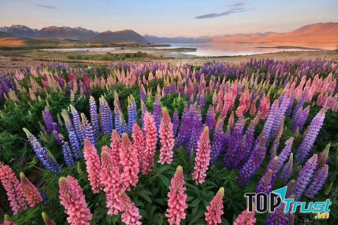 Hồ Tekapo