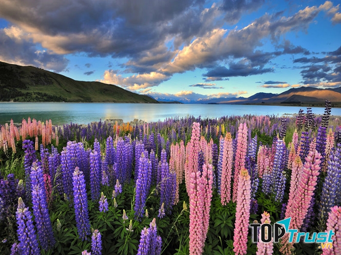 Hồ Tekapo