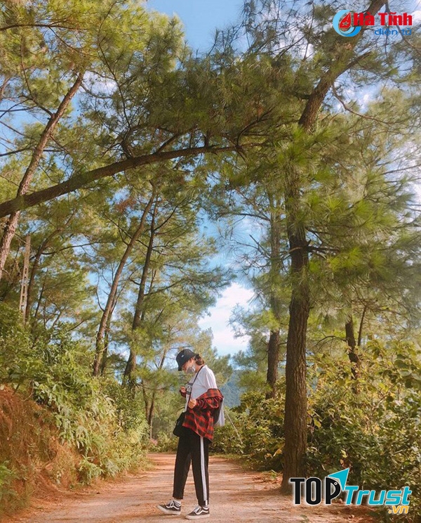 Rừng thông lãng mạn