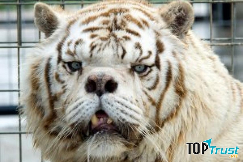 Chú Hổ trắng Kenny