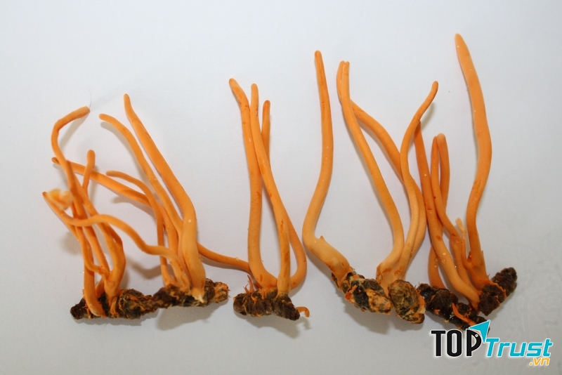 Đông trùng hạ thảo