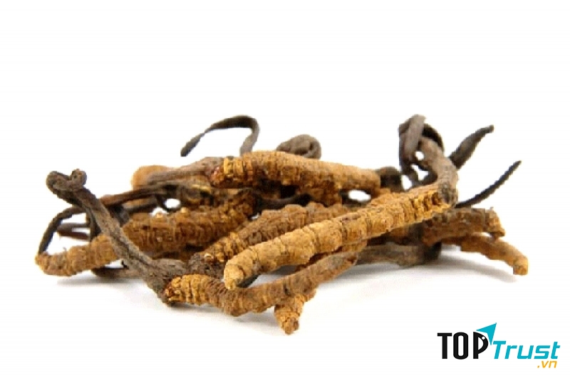 Đông trùng hạ thảo