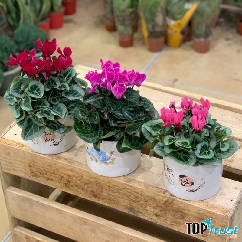 Anh thảo đỏ, tím