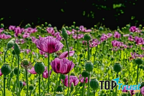 Hoa anh túc