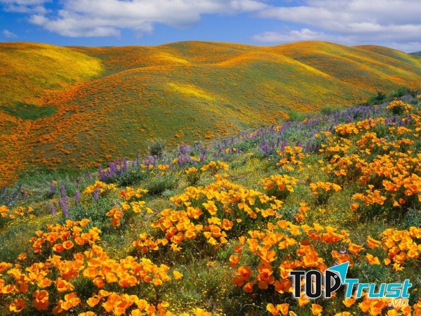Hoa anh túc vàng ở thung lũng Antelopey, California.