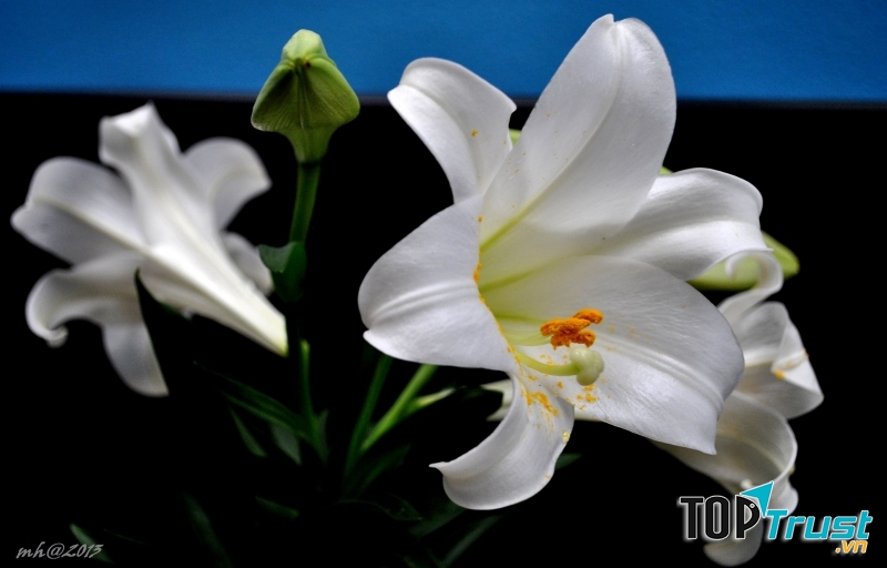 Những cánh hoa trắng kiêu hãnh khoe sắc ngày đầu xuân.