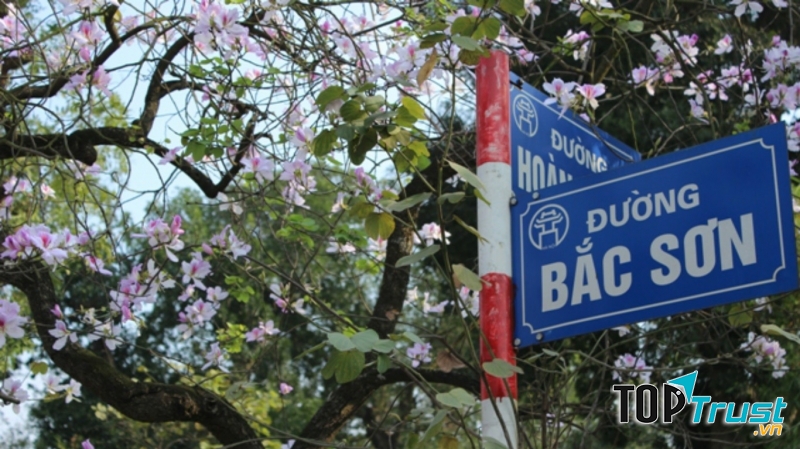 Con đường ngập sắc tím hồng của hoa ban mỗi độ tháng ba ghé về