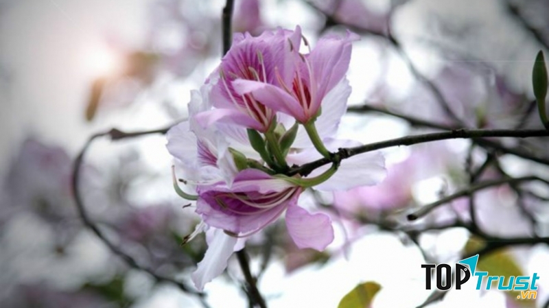 Những bông hoa tím phớt rung rinh trong gió chớm tháng ba