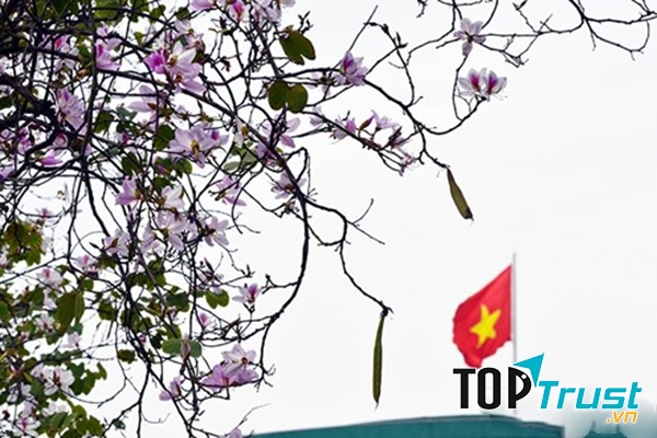 Hoa ban Tây Bắc