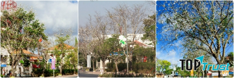 Đi bộ với người mình yêu dọc các con đường phủ đầy hoa ban trắng, trao nhau những cánh hoa và gửi nhau những lời hẹn ước.
