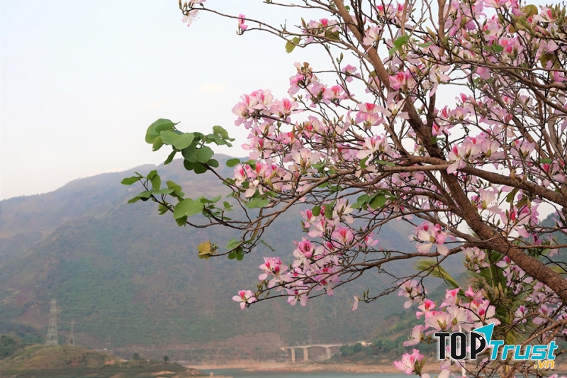 ﻿Hoa ban đi vào đời sống văn hóa - tâm linh của nhân dân Tây Bắc
