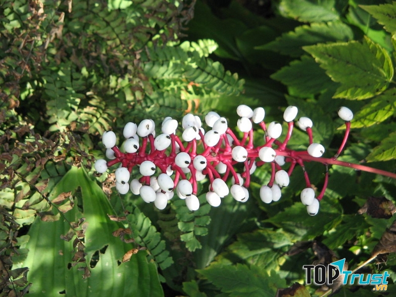 Hoa Baneberry trắng