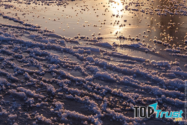 Hoa băng có hàm lượng muối khá cao