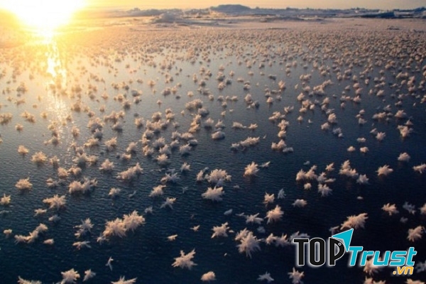 Hoa băng còn có tên gọi khác là Frost flower