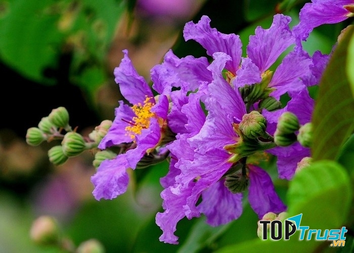 Hoa bằng lăng tím