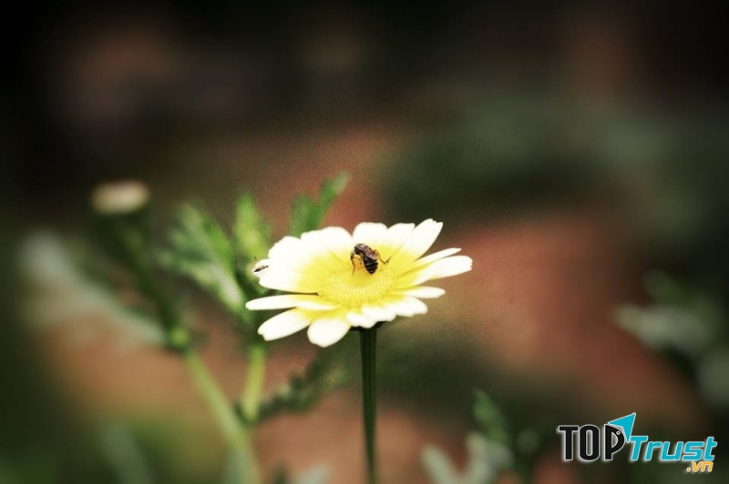 Cải cúc đón nắng