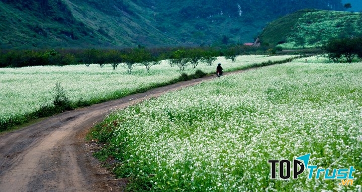 Mùa hoa cải Mộc Châu