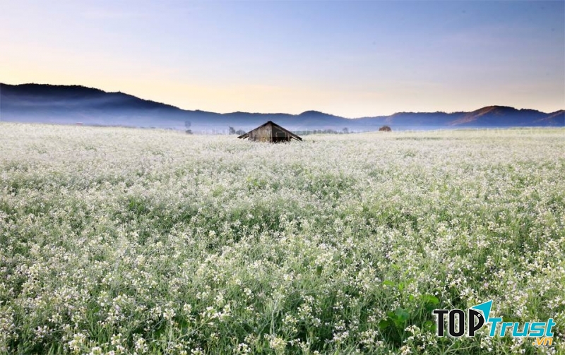 Cánh đồng hoa cải trắng tinh khôi tại Đà Lạt