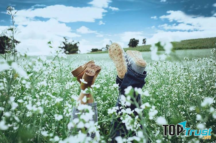 Mùa hoa cải trắng