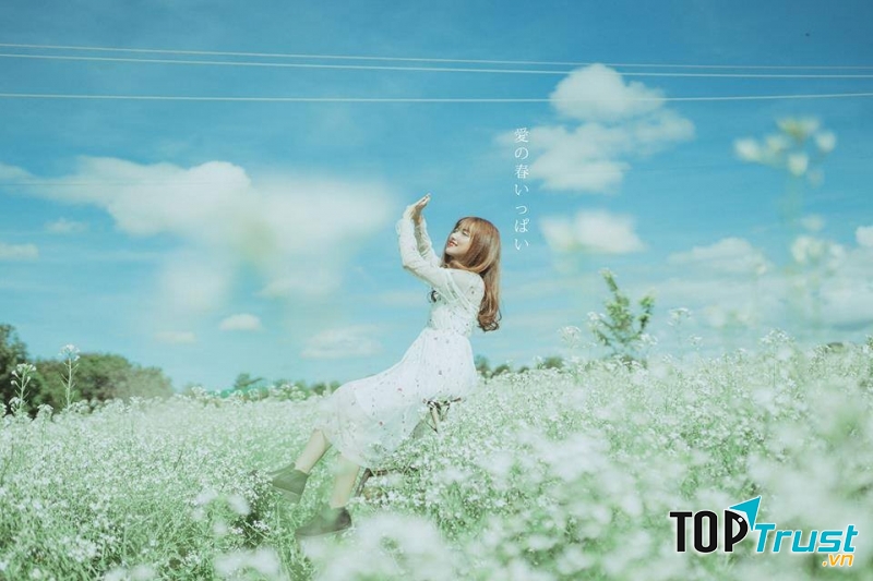 Mùa hoa cải trắng