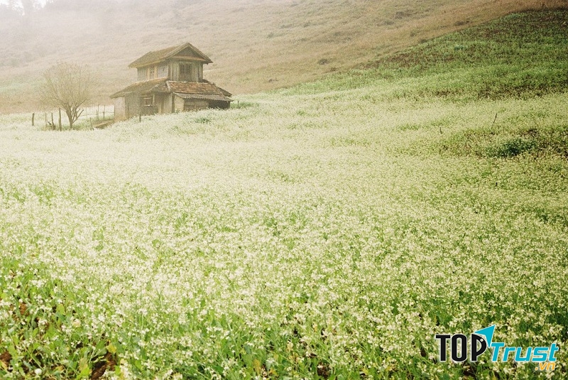 Những người đam mê du lịch thường rủ rỉ tai nhau những địa điểm tuyệt vời để chiêm ngưỡng vẻ đẹp của mùa hoa cải trắng tại Mộc Châu đó.