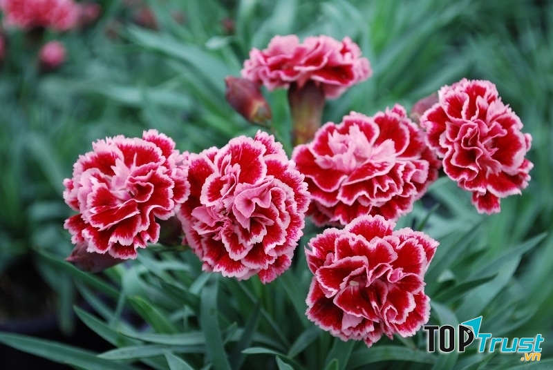 Hoa cẩm chướng