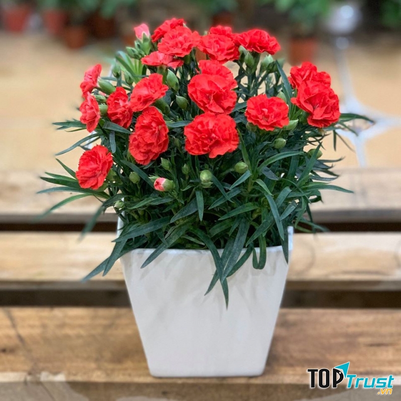 Cẩm chướng kép cánh dày