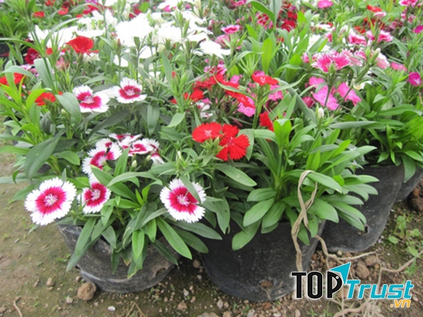 Cẩm chướng đơn cánh mỏng