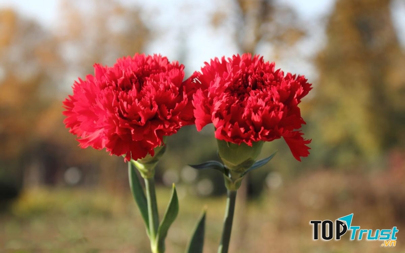 Ảnh minh họa - nguồn internet