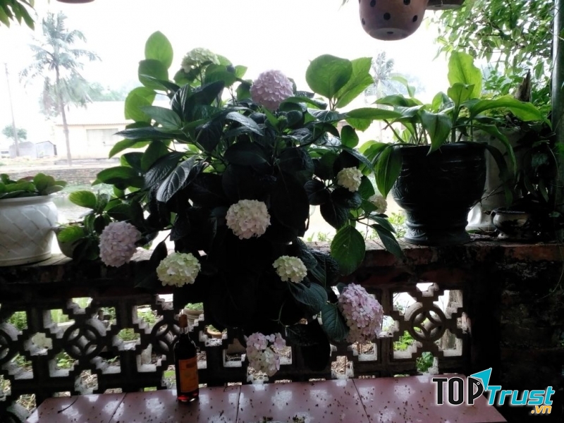 Cẩm tú cầu chứa độc tố ở tất cả các bộ phận (Nguồn: Sưu tầm)