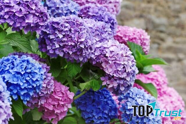 Hoa cẩm tú cầu cũng là lựa chọn phù hợp cho ngày lễ tình nhân