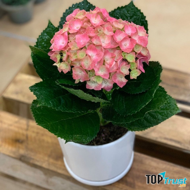 Cẩm tú cầu hồng