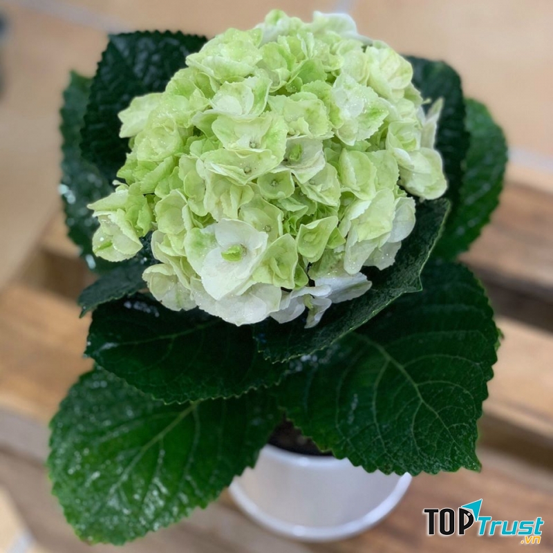 Cẩm tú cầu trắng