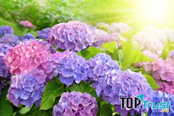 Hoa cẩm tú cầu