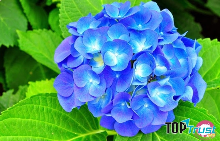 Hoa cẩm tú cầu