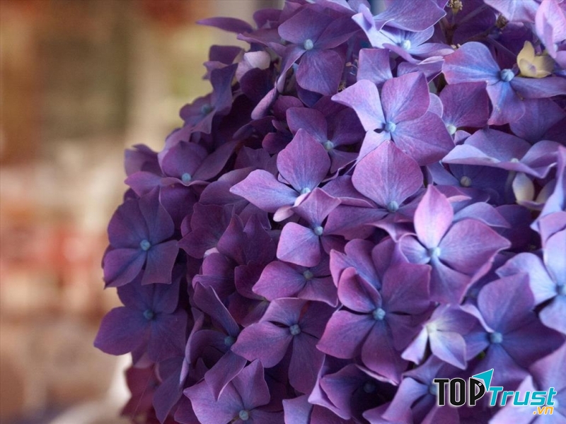 Hoa cẩm tú cầu tím
