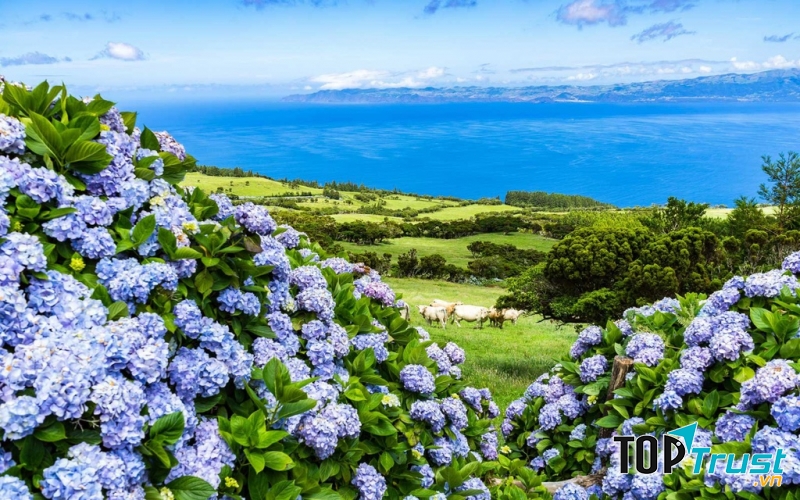 Hoa cẩm tú cầu, Azores (Bồ Đào Nha)