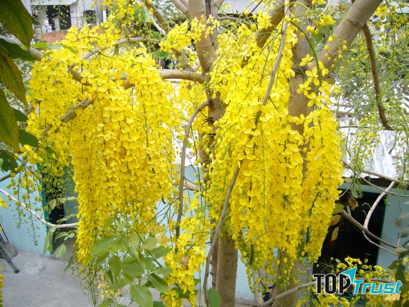 Muồng hoàng yến hay còn gọi là hoa Osaka vàng