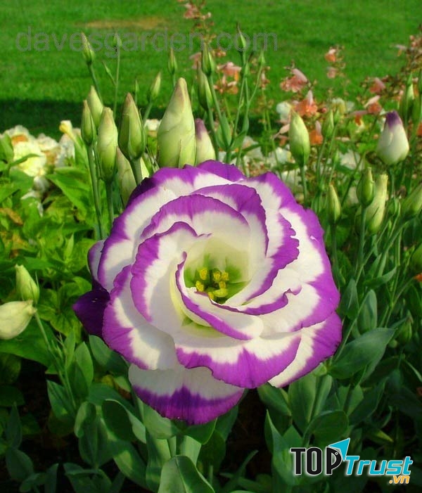 Nét đẹp siêu sa, lộng lẫy của hoa cát tường