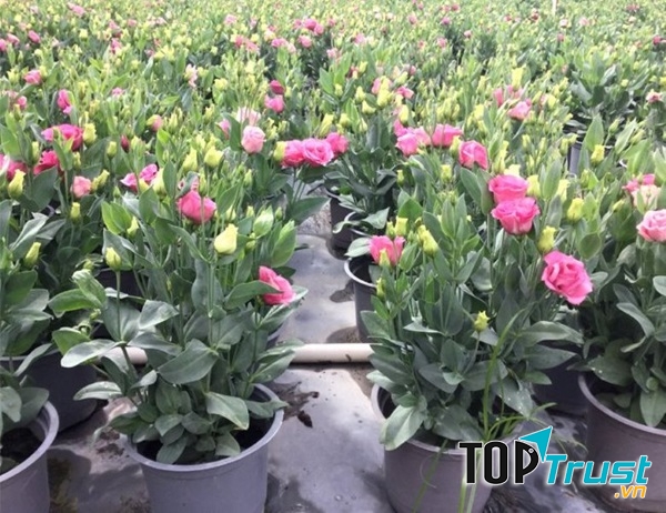 Hoa cát tường, món quà gửi đi thông điệp yêu thương