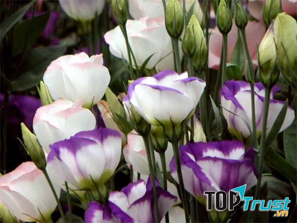 Hoa cát tường tím