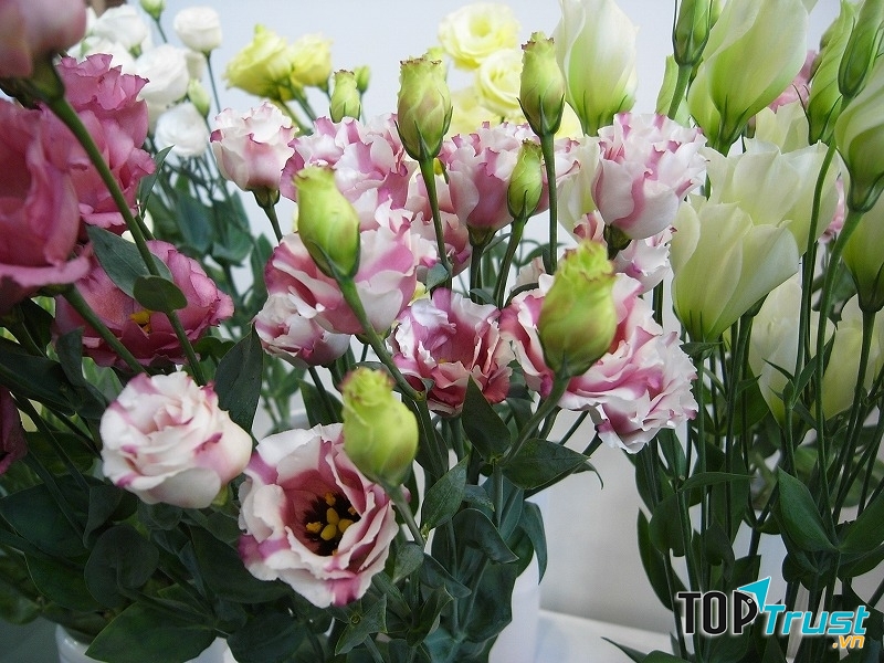 Những cánh hoa thanh lịch, trang nhã mỏng manh khoe sắc trong dịp xuân sang.