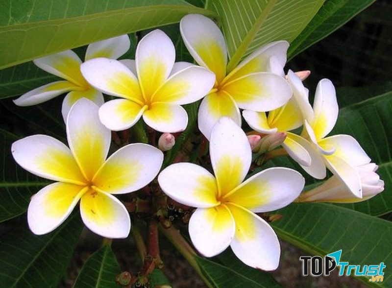 Hoa Chămpa (hoa sứ) – loài hoa thanh khiết và gần gũi với đời sống