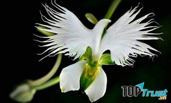 Bông hoa tựa như một chú chim hạc đang sải cánh