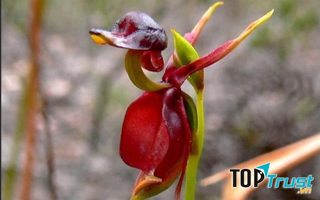 Hình dáng loài hoa này khắc hoạ một cách hoàn hảo hình ảnh chú vịt đực đang bay rất đặc biệt và lạ lẫm.