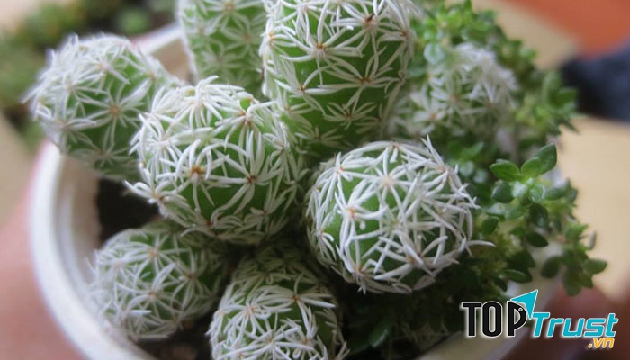 Không tặng hoa có gai