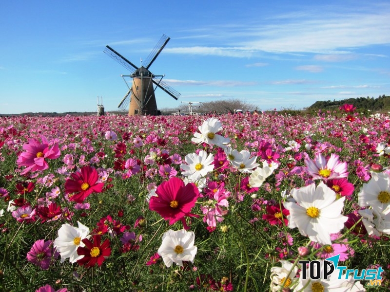 Hoa Cosmos - một góc thời thu Nhật Bản