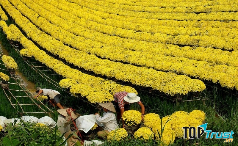 Vườn hoa cúc mâm xôi