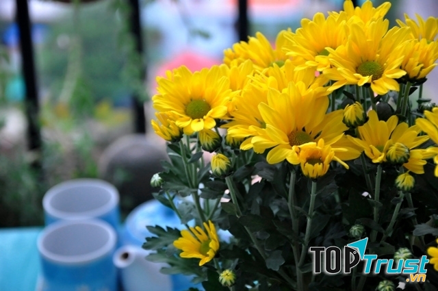 Cúc vàng thường được cắm trên bàn thờ ngày Tết